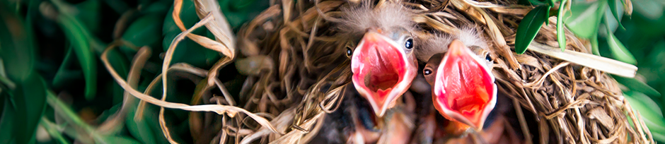 Rearing Food